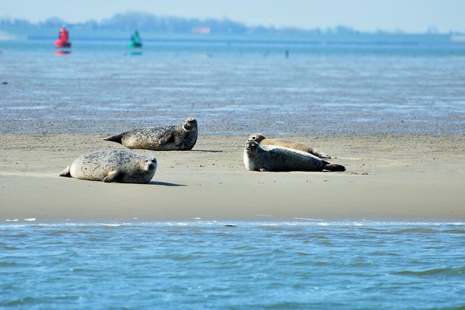 Small Group Half Day Seal Safari at UNESCO Site Waddensea from Amsterdam - From Amsterdam to the UNESCO Waddensea: Easy Private Transfers