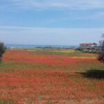 Small Group Half Day Tour of POLIGNANO a MARE and MONOPOLI - Meeting Point and Logistics in Bari