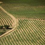 Small-Group Rioja Uncorked Tour from San Sebastian - The Modern Winery: Bodegas Javier San Pedro Ortega