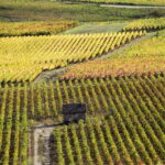 Small group tour Morning in Côte de Beaune - Visiting Top Burgundy Vineyards: Pommard, Meursault, and Montrachet