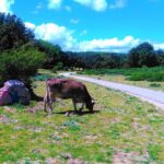 Small Group Tour Nuoro & Orgosolo, the Barbagia County Sardinia - Italy - Street Art in Orgosolo: Colorful Murals and Bandit Stories