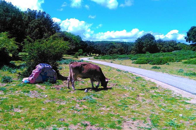 Small Group Tour Nuoro & Orgosolo, the Barbagia County Sardinia - Italy - Street Art in Orgosolo: Colorful Murals and Bandit Stories
