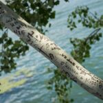 Small group tour of Paris: Ile de la Cité & Ile Saint-Louis - Start at Sully-Morland Metro Station for a Central Begin