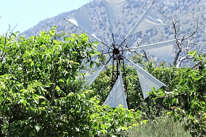 Small Group Tour to Knossos Palace Lasithi Plateau & Olive Mill - Exploring the Krasi Village and the 2400-Year-Old Platanus Tree