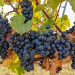 Small-group Vienna Wine Tour - Walking Tour of Viennas Historic Landmarks