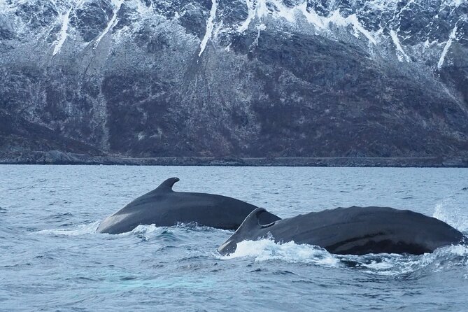 Small group Whale watching - Starting Point and Transportation in Alta