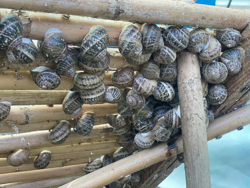Snail and olive farm tour with table olives & homemade sweet - The Unique Setting of the Snail and Olive Farm