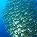 Snorkel Rental 24h, discover Tenerifes Ocean on your own! - What’s Included in the Snorkel Rental Package?