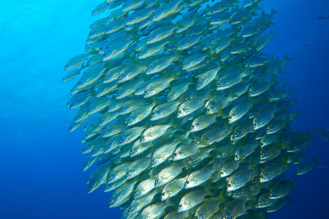 Snorkel Rental 24h, discover Tenerifes Ocean on your own! - What’s Included in the Snorkel Rental Package?