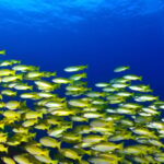 Snorkeling for beginners in crystal clear sea of Halkidiki - The Safety Briefing and Equipment Setup