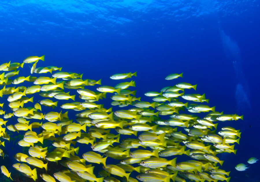 Snorkeling for beginners in crystal clear sea of Halkidiki - The Safety Briefing and Equipment Setup
