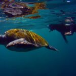Snorkeling in a Volcanic Bay - Starting Point at Marina del Sur in Puerto de Las Galletas