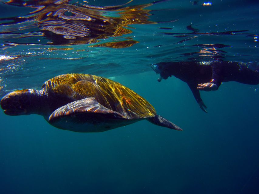 Snorkeling in a Volcanic Bay - Starting Point at Marina del Sur in Puerto de Las Galletas