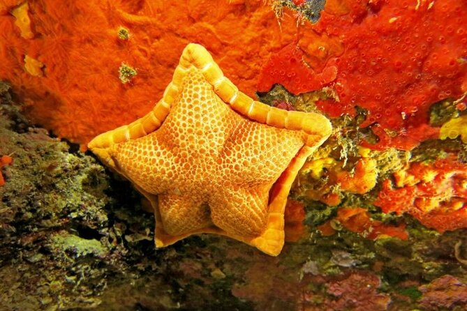 Snorkeling in the Marine Protected Area of Capo Carbonara - Starting Point in Villasimius: How the Tour Begins