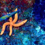 Snorkeling in the Plemmirio marine protected area (Siracusa) - Meeting and Boarding: From Land to the Marine Sanctuary