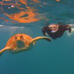 Snorkeling Tour with Sea Turtles and Stingrays - Guided Snorkeling with Sea Turtles and Stingrays