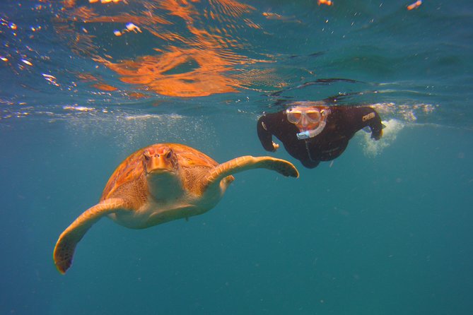 Snorkeling Tour with Sea Turtles and Stingrays - Guided Snorkeling with Sea Turtles and Stingrays