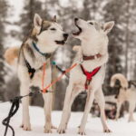 Snowy Trails Husky Safari (5 Km) - The Husky Farm Experience at Rovaniemi