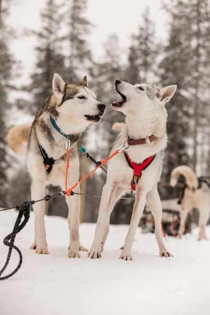 Snowy Trails Husky Safari (5 Km) - The Husky Farm Experience at Rovaniemi