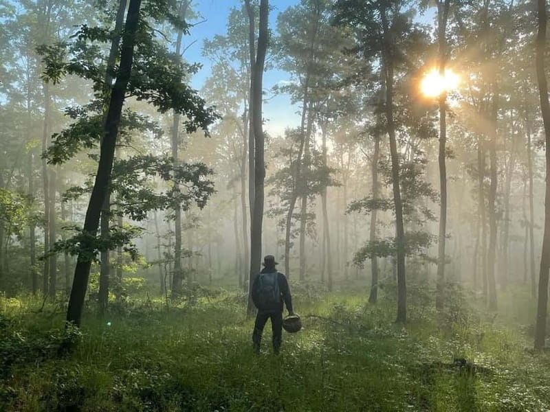 Sofia: Culinary Adventure To The Fungi And Botanical Kingdom - Exploring Sofia’s Botanical and Fungi Forests