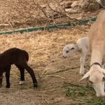 Soller Valley Private Tour and Walking in Orange Paradise - Walking Tour Through Sóller and Biniaraix