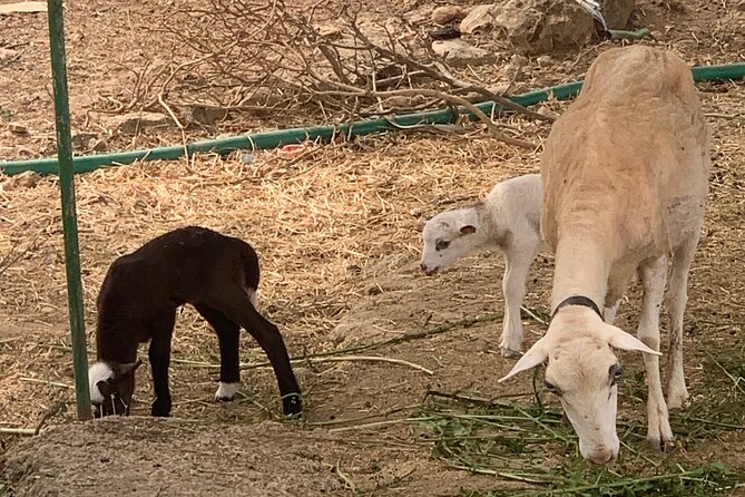 Soller Valley Private Tour and Walking in Orange Paradise - Walking Tour Through Sóller and Biniaraix