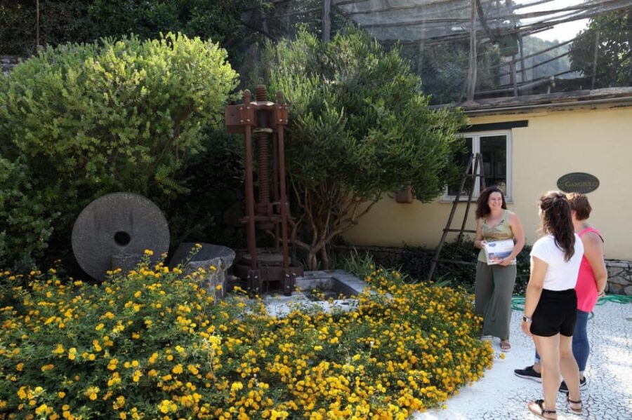 Sorrento: Guided Olive Mill Visit with Tastings - Inside the Olive Mill: Exploring Sorrentos Olive Heritage