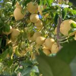 Sorrento: Lemon Garden Tour with Marmalade Tasting - Learning about Lemon Cultivation Techniques