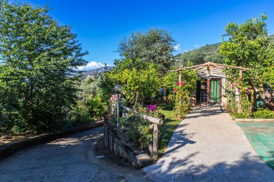 SORRENTO: Limoncello Making And Tasting Experience - Scenic Lemon Garden at Sunset