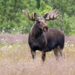 Sortland: Andøya Scenic Route & Wildlife Tour - Discovering the Andøya Scenic Route from Sortland