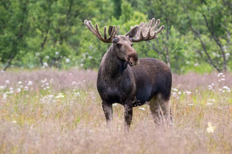 Sortland: Andøya Scenic Route & Wildlife Tour - Discovering the Andøya Scenic Route from Sortland