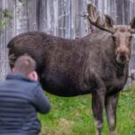 Sortland: Guided Arctic Moose Safari by Car - Starting Point and Pickup in Sortland