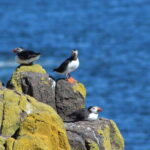 South Queensferry: Birdwatching Cruise with RSPB Guide - Exploring the Inner Forth Islands: Inchcolm, Inchgarvie, and Inchmickery
