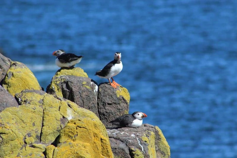 South Queensferry: Birdwatching Cruise with RSPB Guide - Exploring the Inner Forth Islands: Inchcolm, Inchgarvie, and Inchmickery