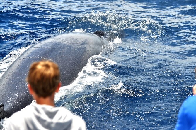 Spirit of the Sea: Cetacean sighting in Gran Canaria - Experience the Boat Designed for Marine Watching