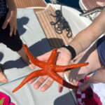 Split: 5 Islands Full-Day Tour to Blue Cave, Vis & Hvar - Small Group Comfort and Modern Speedboat Features