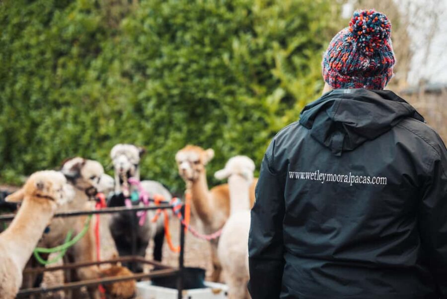 Staffordshire: Wetley Moor Alpaca Trekking Experience - Comparing Wetley Moor Alpaca Trekking with Other Experiences