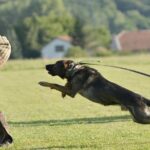 stag dog chase Krakow prank - Exciting Bachelor Party Prank in Krakow: The Dog Chase Experience