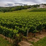 Stancija Collis: A Private Winery adventure in Rovinj - Visiting Stancija Collis in Rovinj