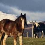 Stirling: Harmony Fields Animal Sanctuary Guided Tour - How to Find the Meeting Point at Rachel’s Farm
