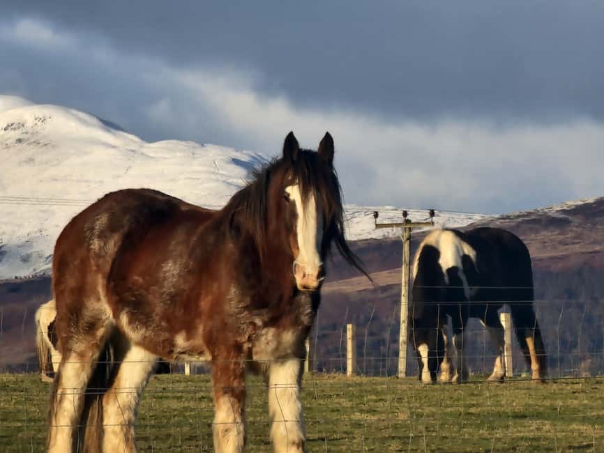 Stirling: Harmony Fields Animal Sanctuary Guided Tour - How to Find the Meeting Point at Rachel’s Farm