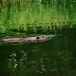 Stockholm: Archipelago Family-Friendly Private Kayaking Tour - Easy and Safe Kayaking in Bogesund Nature Reserve