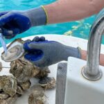 Ston bay boat ride & oystery & wine tour from Dubrovnik - Scenic Boat Ride with Stunning Views of Ston Bay