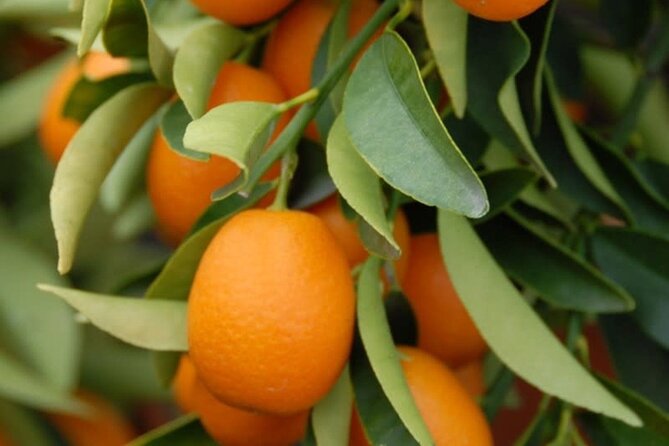 Stories of Food and Culture in the Old Town of Corfu - Exploring Corfu’s Religious Heritage at Saint Spyridon Church