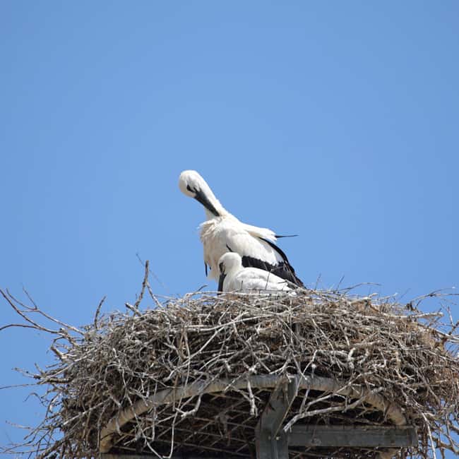 Strasbourg: Culinary Tour - Starting Point: Place de la République