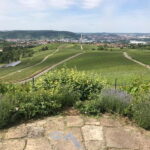 Stuttgart: E-bike wine tour including tasting - The Vineyards and Their Unique Charm