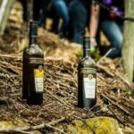 Stuttgart: Guided Vineyards Tour - Starting in the Vineyards of Steinhalde with Traditional Clothed Guides