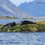 Summer Snorkeling with Grey Seals - Starting Point at Dreyers gate 15 in Henningsvær