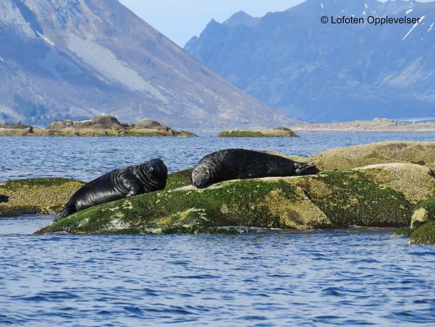 Summer Snorkeling with Grey Seals - Starting Point at Dreyers gate 15 in Henningsvær