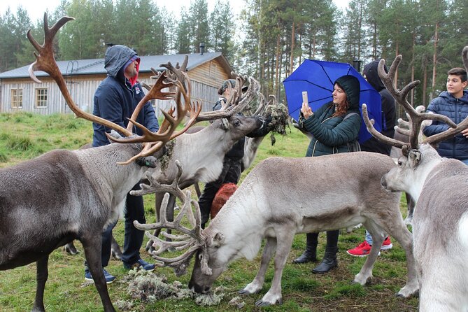 Summer Traditional Reindeer Farm Tour in Rovaniemi - Starting Point and Meeting Arrangements in Rovaniemi